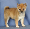 Photo №1. shiba inu - for sale in the city of Juist | 330$ | Announcement № 119046