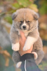 Additional photos: Akita Inu puppies