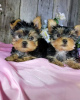 Photo №2 to announcement № 46172 for the sale of yorkshire terrier - buy in Germany private announcement