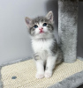 Photo №1. scottish fold - for sale in the city of New York | 250$ | Announcement № 100113