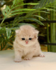 Photo №4. I will sell munchkin in the city of Tallinn. private announcement, breeder - price - 613$