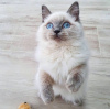 Photo №2 to announcement № 117830 for the sale of ragdoll - buy in Germany 