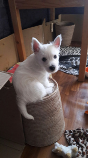 Photo №1. west highland white terrier - for sale in the city of Odessa | 488$ | Announcement № 5688