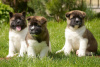 Photo №1. akita, american akita - for sale in the city of Center District | Is free | Announcement № 98526