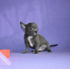 Photo №3. Puppy for sale chihuahua blue and white. Russian Federation