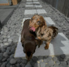Photo №2 to announcement № 103786 for the sale of dachshund - buy in Germany 