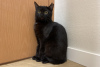 Additional photos: Black cat kitten Shelly as a gift to kind hearts!