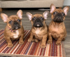 Photo №1. french bulldog - for sale in the city of Füssen | 370$ | Announcement № 99953