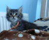 Photo №1. siberian cat - for sale in the city of Landskrona | negotiated | Announcement № 55161