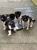 Photo №2 to announcement № 71706 for the sale of american akita - buy in Australia private announcement, breeder