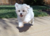 Photo №2 to announcement № 20588 for the sale of maltese dog - buy in Italy breeder