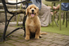 Additional photos: Girls Golden Retriever