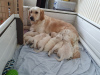 Photo №4. I will sell golden retriever in the city of Corres. private announcement, breeder - price - 423$