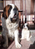 Photo №2 to announcement № 10857 for the sale of st. bernard - buy in Russian Federation breeder