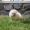 Photo №4. I will sell pomeranian in the city of Lüneburg. private announcement - price - 280$