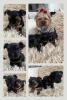 Additional photos: Miniature yorkie-boys