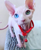 Photo №1. sphynx-katze - for sale in the city of Charleroi | Is free | Announcement № 123977