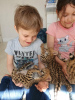 Additional photos: serval , savannah and caracal kittens available for loving homes