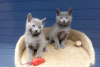 Photo №1. russian blue - for sale in the city of Brussels | negotiated | Announcement № 118451