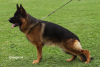 Photo №1. german shepherd - for sale in the city of Kikinda | negotiated | Announcement № 115124