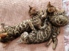 Photo №3. bengal kittens. Germany