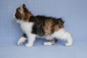 Photo №2 to announcement № 2411 for the sale of kurilen bobtail - buy in Russian Federation breeder