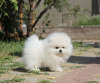 Photo №2 to announcement № 119122 for the sale of pomeranian - buy in Germany private announcement