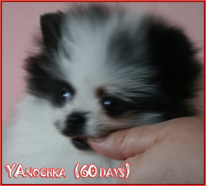 Photo №3. Pomeranian girl 2 months. Russian Federation