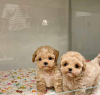 Photo №3. Teacup maltipoo puppies. Estonia