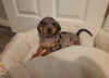 Additional photos: 2 female mini dachshunds