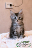 Photo №1. maine coon - for sale in the city of St. Petersburg | 810$ | Announcement № 17604