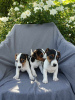 Photo №1. jack russell terrier - for sale in the city of Krapkowice | negotiated | Announcement № 62289