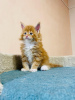 Photo №1. maine coon - for sale in the city of Passau | 423$ | Announcement № 125716