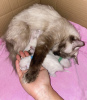 Photo №1. siamese cat - for sale in the city of Berlin | 845$ | Announcement № 101787