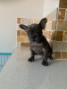 Photo №1. french bulldog - for sale in the city of Dusseldorf | 370$ | Announcement № 108110