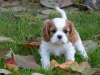 Photo №1. cavalier king charles spaniel - for sale in the city of Frýdek-Místek | negotiated | Announcement № 96497