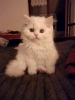 Photo №3. White Scottish kitten from the cattery.. Switzerland