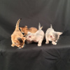 Photo №1. abyssinian cat - for sale in the city of Москва | Is free | Announcement № 124312