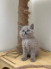 Photo №4. I will sell british shorthair in the city of Dusseldorf. private announcement, breeder - price - 317$