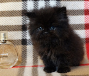 Photo №2 to announcement № 678 for the sale of persian cat - buy in Belarus private announcement