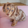 Photo №4. I will sell dachshund in the city of Prague. private announcement - price - negotiated