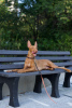 Additional photos: Pharaoh Hound Puppy Girl