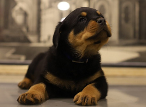 Photo №2 to announcement № 5992 for the sale of rottweiler - buy in Russian Federation breeder