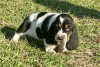 Photo №1. basset hound - for sale in the city of Вашингтон | negotiated | Announcement № 110080