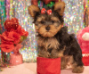 Photo №1. yorkshire terrier - for sale in the city of Aalst | 650$ | Announcement № 55878