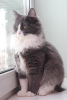 Additional photos: Fluffy, affectionate Lesya is looking for a home!