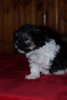 Photo №4. I will sell havanese dog in the city of Москва. from nursery - price - negotiated