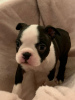 Photo №3. Adorable Boston Terrier Puppies for free adoption. Germany