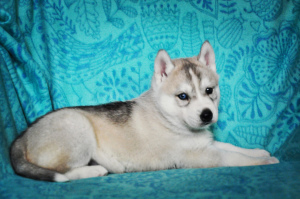 Photo №4. I will sell siberian husky in the city of Voronezh. breeder - price - 396$