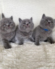 Photo №2 to announcement № 84178 for the sale of british shorthair - buy in Finland private announcement